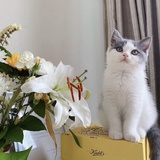 gloria