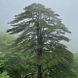 梦里有棵树