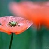 蓝莓秤子