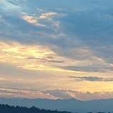 小文植