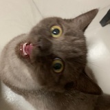 树桑