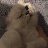 Yan