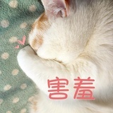 猫婆婆