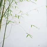 丸丸