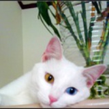 猫小喵