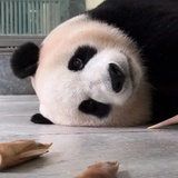 布莱克·王铁柱