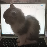 梅艾梅艾
