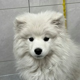 甜美洗碗球