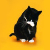 Meow