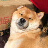 椭头十八