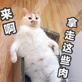 最可爱的楼楼