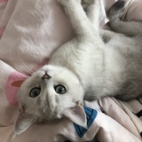 苏夕夕夕
