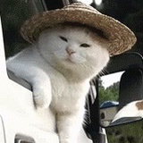 CatGPT