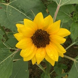 芃