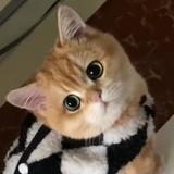 西瓜王子