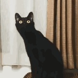 Echo