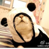 骑猪的小猫猫