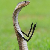 仓梧之渊的花穗