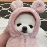 曲奇饼干