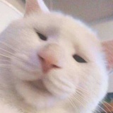 臭臭屁与香香猪