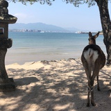 京wai尤