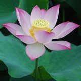 蓝荷