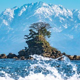 桂