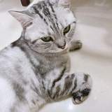 你是哪只小猫咪