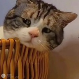 橙露酱