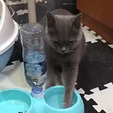 来自火星的球球