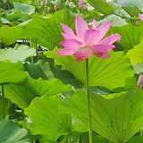 水沐晴华