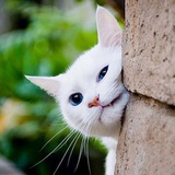 兜猫