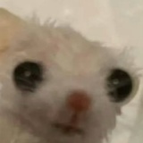 yv