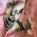 可乐猫の姐姐