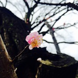 胖豆芽猫