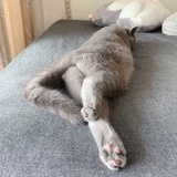 缺牙小蚂蚁