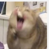 多吃干饭