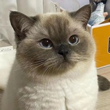 神隐的白鹿
