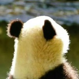 葛优