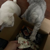 土豆丝披萨