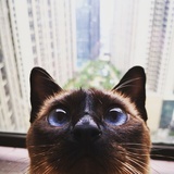 Aro