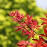 小煤球