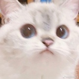 羌酒