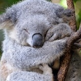 Koala.ND