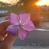 晴空果°