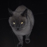 弋一