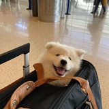 马上杰婚SZD
