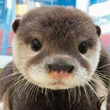 Ansonmoller