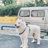 整风运动
