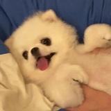 老板来一杯奶盖